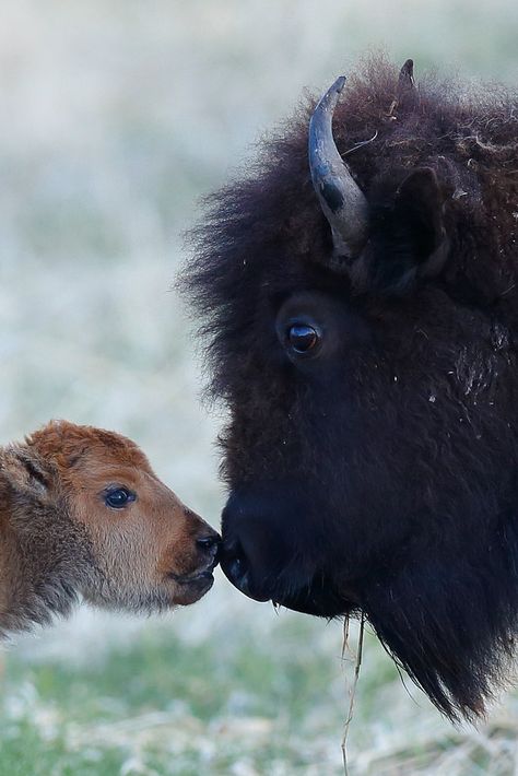 Baby Bison, Buffalo Animal, Baby Buffalo, Milan Kundera, Tender Moments, Majestic Animals, Mom Baby, Animal Photo, Nature Animals