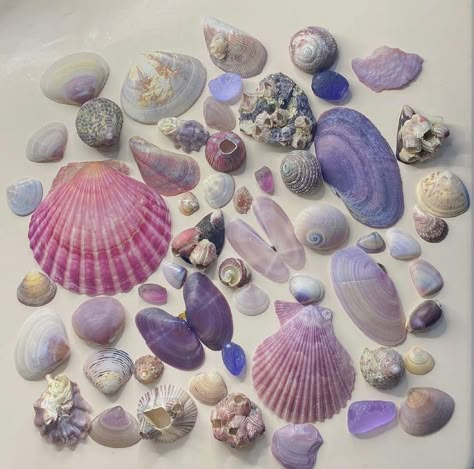 #aesthtic #seashells #aesthticseashells Ocean Girl, Mermaid Aesthetic, Shell Collection, She Sells Seashells, Room Deco, Sea Creatures, Sea Life, Summer Aesthetic, Pretty Pictures