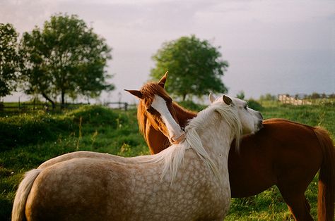 Euskadi Saddle Aesthetic, Two Horses, Horse Aesthetic, Most Beautiful Animals, All About Horses, Western Horse, Pretty Horses, Horse Photography, Horse Pictures