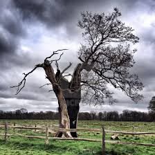 Lone Tree Struck by Lightning, Bushy Park, Teddington, London, UK - License, download or print for £31.00 | Photos | Picfair Tree Struck By Lightning, Teddington London, Uk License, Bushy Park, Struck By Lightning, Single Tree, Lone Tree, Tropical Tree, Gelli Printing