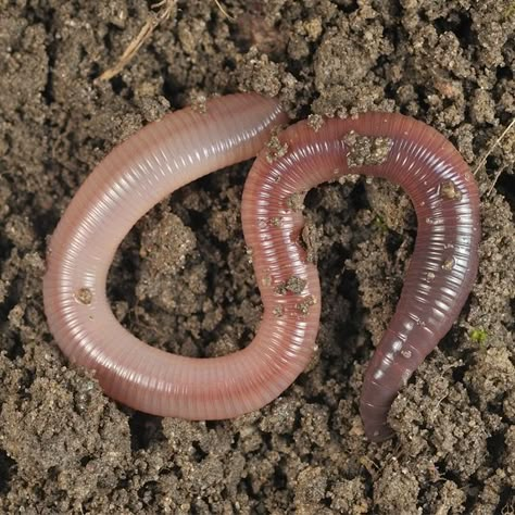 Worm Beds, Worm Bin, Shade Grass, Rid Of Bed Bugs, Red Worms, The Giant Peach, Worm Composting, Black Construction Paper, Worm Farm