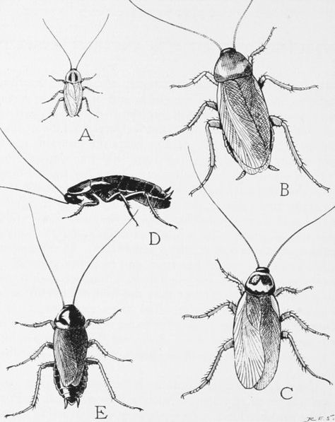 A diagram of common household cockroaches, including the German roach (A), the American cockroach (B), the Australian cockroach (C), the wingless female of ... Cockroach Repellent, Natural Repellent, Natural Mosquito Repellant, Flea Prevention, Synthetic Fibres, Early Humans, Scientific Illustration, Mosquito Repellent, Pest Control