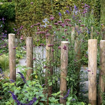 Cottage Garden Design, Have Inspiration, Low Maintenance Garden, Garden Pictures, Vegetable Garden Design, Garden Care, Little Garden, Garden Cottage, Back Garden