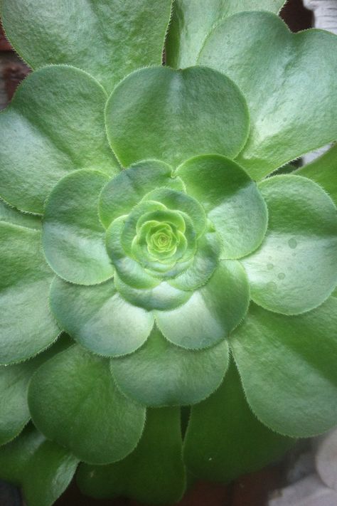 Radial symmetry second try Symmetry Photography, Radial Balance, Radial Symmetry, Radial Pattern, New Beginnings, Sketch Book, Interior Design, Photographer, Photography