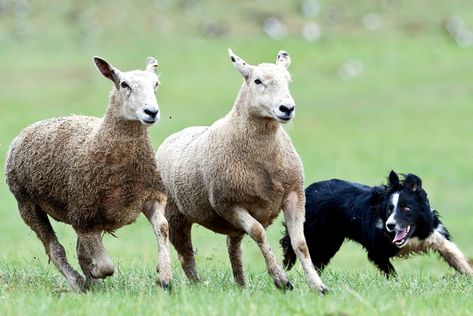 sheep dog herding, ireland, county kerry Dog Herding Sheep, Sheep Herding Dogs, Dog Herding, Border Collie Herding, Plague Dogs, Sheep Herding, Rising Aesthetic, Alevel Art, Gsp Dogs