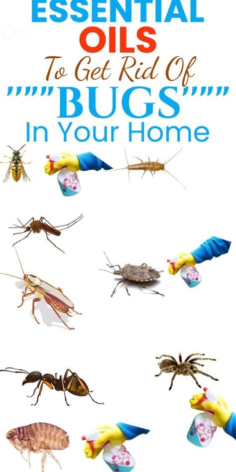 Discover how to use essential oils to eradicate bugs and make your home smell wonderful. Essential oils like peppermint, tea tree, lavender, and eucalyptus not only repel insects but also fill your home with pleasant fragrances. Create natural bug-repellent sprays by mixing a few drops of essential oil with water in a spray bottle and applying it to bug-prone areas. Additionally, use essential oil diffusers or place cotton balls soaked in essential oils around your home to maintain a bug-free environment while enjoying their aromatic benefits. Essential Oil Cleaning Spray, Homemade Bug Repellent, Diy Citronella, Essential Oil Bug Spray, Bug Repellent Spray, Ways To Use Essential Oils, Diy Bug Spray, Bug Spray Recipe, Rodent Repellent