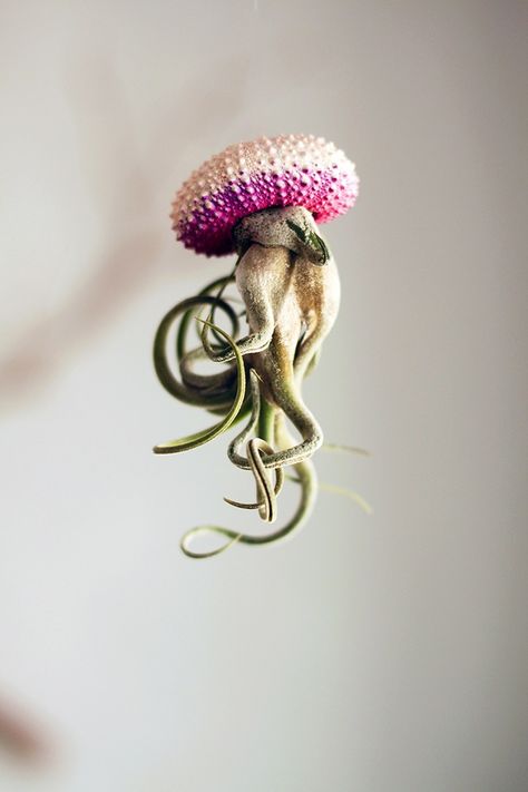 Cathy Van Hoang’s adorably creative planters turn sea urchin shells into pots and make air plants look like whimsical jellyfish. The artist paints the shells soft, pastel colors and then pots wispy air plants in them. When hung upside down, the shell forms the spiny body of a jellyfish, and the air plant’s arms look like squiggly tentacles extending outward. Because the arms look like they're floating in ocean water, the planters make it easy to imagine you're looking at a delightful underwat... Pet Jellyfish, Shell Hanging, Jellyfish Tank, Artificial Plant Arrangements, Jellyfish Lamp, Sea Urchin Shell, Creative Planter, Jellyfish Design, Artificial Plants Indoor