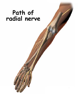 Radial Nerve, Physical Therapist Assistant, Peripheral Nerve, Kinesiology Taping, Nerve Pain Relief, Human Anatomy And Physiology, Medical Anatomy, Nerve Damage, Hand Therapy