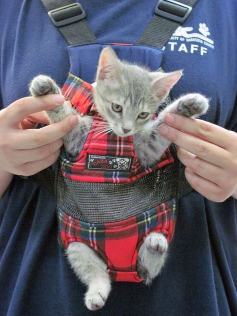 Stray Kitten, Grey Kitten, Kitten Pictures, Cat Carrier, Cute Kittens, Zulu, Baby Carrier, Pretty Cats, Beautiful Cats