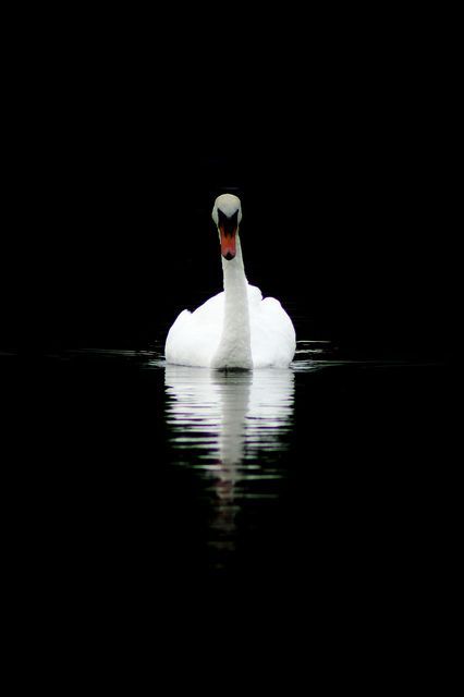 !!!!!!!!!!!!!!!!!!!!!!!!!!!!!!!!!!!!! Swan Front View, High Contrast Images, Mute Swan, Beautiful Swan, White Swan, Elements Of Design, Animal Totems, Swan Lake, High Contrast