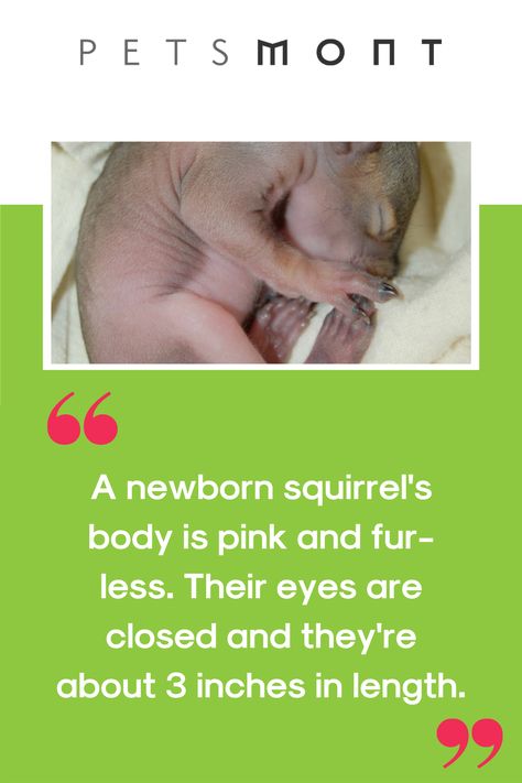 Baby Squirrel Care, American Red Squirrel, Milk Replacement, Taking Care Of Baby, Pet Quotes, Multiples Baby, Wild Baby, Animal Health, Do Baby