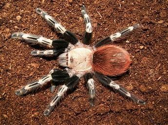 White Knee Tarantula, White Tarantula, Tarantula Enclosure, Spiders And Snakes, Itsy Bitsy Spider, The Spider, White And Red, Spiders, Pretty Cool