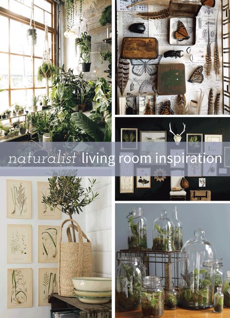 Natural History Living Room, Vintage Botanical Aesthetic Room, Naturalist Decor Diy, Using Nature To Decorate, Woodland Living Room Decor, Vintage Naturalist Decor, Natural History Decor, Naturalist Decor Interior Design, Botanical Decor Living Room