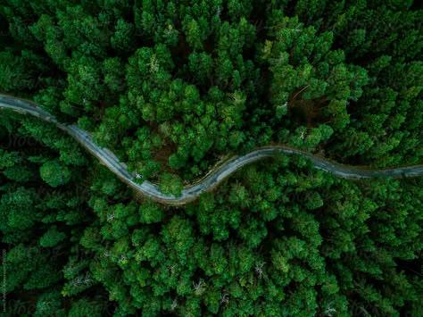 Forest Up View, Forest Aerial View, Forest Birds Eye View, Forest Overview, Forest Top View, Forest From Above, Moodboard Pictures, Linkedin Cover, Lush Green Forest