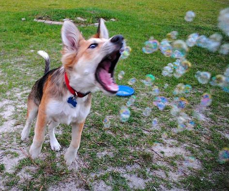 Flavored Edible Bubbles For Dogs Dog Bubbles Recipe, Edible Bubbles, Popping Bubbles, Rare Dog Breeds, Bubble Fun, Best Dogs For Families, Jump For Joy, Healthy Dog Food Recipes, Best Dog Food