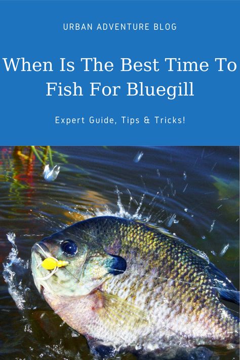 Bluegill Fishing, Fishing Knowledge, Bluegill Bait, Bream Fishing Tips, Fishing For Redfish, How To Catch Trout, Best Trout Lures, Bottom Fishing, Crappie Fishing Tips