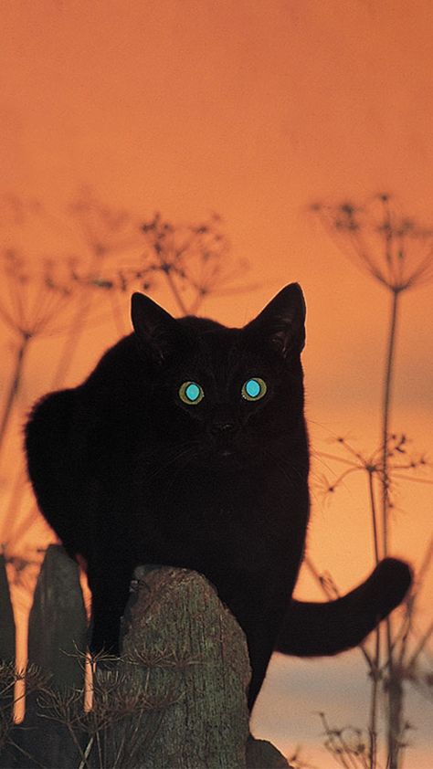 Reflective Eyes Animal, Cat Eyes In The Dark, Cat Prowling, Animals At Night, Reflective Eyes, Cat In The Dark, Eyes In The Dark, Eyes Looking Down, Cat Dark