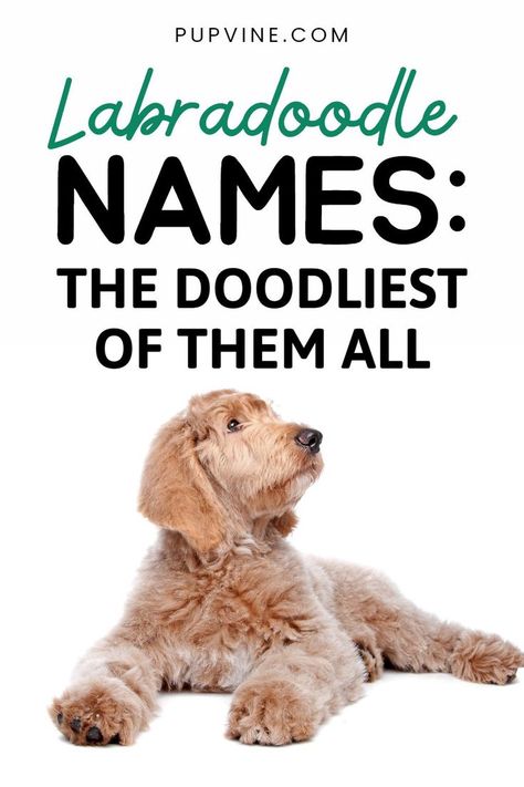 Labradoodle names are exactly like little Labradoodles: sweet and fun! This loving dog breed deserves only the sweetest name ideas! Doodle Dog Breeds, Puppy Videos, Pembroke Welsh Corgi Puppies, Labradoodle Dogs, Puppies Tips, Welsh Corgi Puppies, Dogs Funny, Doodle Dog, Dog Facts