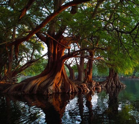 Lago de Camécuaro National Park Cyprus Trees, Cool Trees, Trees Beautiful, Amazing Trees, Lovely As A Tree, Beautiful Trees, Cypress Trees, Old Trees, Big Tree