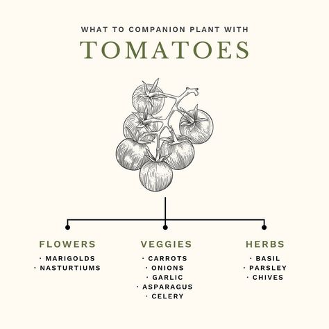 🌿 Companion Planting 101! One of the most common questions I get asked is what is companion planting, and what should I plant beside each other? Companion planting is really quite simple. It’s exactly what it’s name says – planting various types plants that are beneficial to one another together! One of the most commonly known companion planting combinations is tomatoes & basil, but there’s so much more that can be planted with tomatoes including chives, carrots and even marigolds! 🍅 In thi... Basil Companion Planting, Produce Garden, Planting Combinations, Herb Life, Garden Companion Planting, Small Vegetable Gardens, Garden Inspo, Outdoor Designs, Garden Vegetables