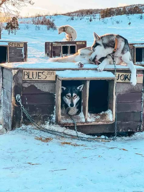 Norway Dog Sledding, Sled Dogs Aesthetic, Dogs In Winter, Sled Dog Aesthetic, Nature Cafe, Huskies Sled, Police Canine, Dog Sled, Alaskan Husky