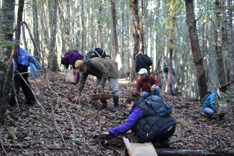 People hunting for Matsutake mushrooms. Photo by Eugene Kim via Flickr CC2. Forest Opening, Matsutake Mushroom, Eugene Kim, Mushroom Hunting, Area Map, Fir Trees, Emergency Prepping, Forest Service, Harvest Season