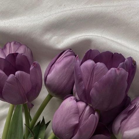 Purple And Beige Aesthetic, Dusty Purple Aesthetic, Purple Tulips Aesthetic, Plum Purple Aesthetic, Pink Aesthetic Lifestyle, Violet Core, Tulips Aesthetic, Purple Minimalist, All The Bright Places