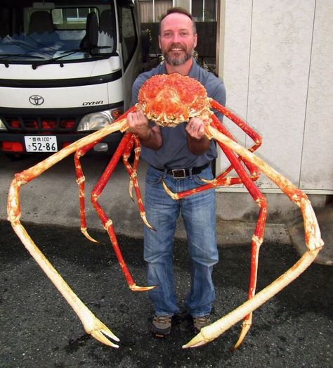 Japanese Crab! Japanese Spider Crab, Spider Crab, Crab Tattoo, Giant Spider, Feeling Scared, Amazing Science Facts, Crustaceans, Ocean Creatures, Animals Of The World