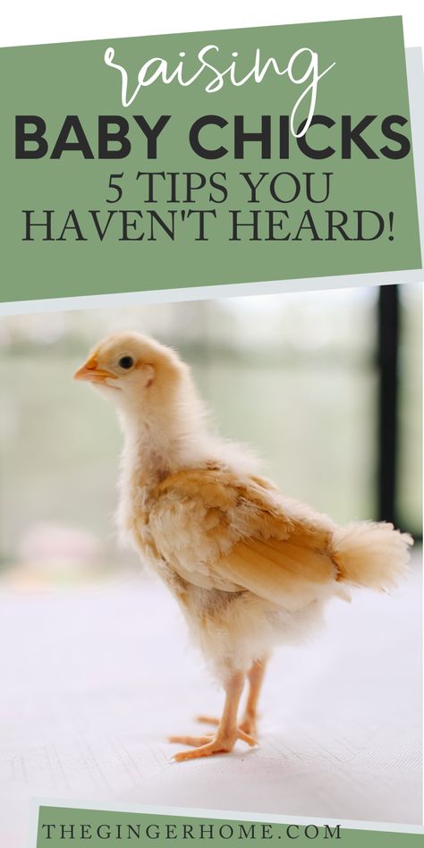 Raising Baby Chicks, Raising Turkeys, Baby Chicks Raising, Raising Chicks, Day Old Chicks, Baby Chicken, Backyard Chicken Farming, Chicken Health, Backyard Flocks