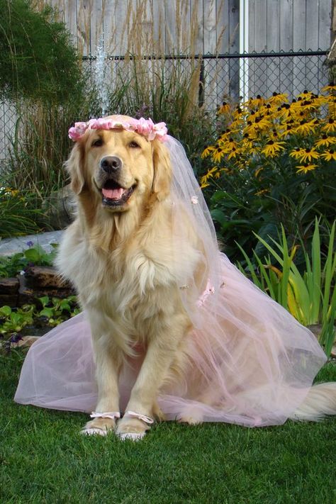 Golden Retriever Costume, Perros Golden Retriever, Dog Wedding Outfits, Pink Veil, Dog Wedding Dress, Dog Print Tattoo, Wedding Apparel, A Golden Retriever, Pretty Dogs