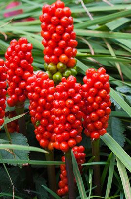 lords-and-ladies Arum Maculatum, Shady Garden, Plant Wishlist, Beach Flowers, Herbaceous Perennials, Shade Garden, Red Peppercorn, Garden Plants, Perennials