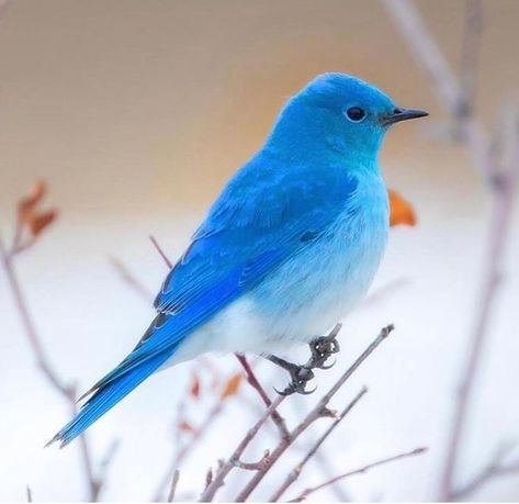 Bird Icon Aesthetic, Blue Indian Aesthetic, Mountain Bluebird, Facebook Icons, Blue Wings, Bird Food, Bird Pictures, Exotic Birds, Pretty Birds