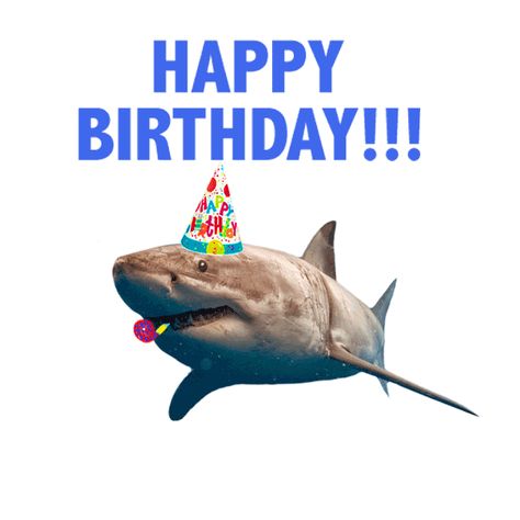 via GIPHY Shark Happy Birthday, Shark Meme, Shark Gif, Silly Sharks, Tragic Comedy, Happy Shark, Birthday Party Stickers, Sharks Funny, Cute Shark