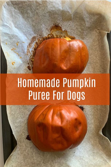 Pumpkin Purée For Dogs, Pumpkin Food For Dogs, Homemade Pumpkin Puree For Dogs, Cooking Pumpkin For Dogs, Diy Pumpkin Treats For Dogs, How To Cook Pumpkin For Dogs, Pumpkin Dog Treats From Real Pumpkin, Pumpkin Pet Treats, Pumpkin Puree Recipes For Dogs