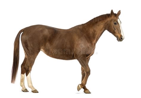 Side view of a Horse walking. In front of white background #Sponsored , #SPONSORED, #paid, #view, #white, #background, #Horse Horse Side View, Horse Walking, Animals Images, A Horse, Side View, White Background, Photo Image, Royalty Free Stock Photos, Siding