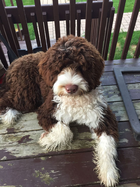 Uncover the financial commitments of owning a Portuguese Water Dog. From initial expenses to grooming and healthcare, plan responsibly for this energetic and intelligent breed. 🐾 #PortugueseWaterDog #PuppyLove #DogsofPinterest #WaterDogLife #PortiePride #FurryFriend #DoggyDaze #PawfectCompanion #PortuguesePup #WaterDogNation Portugese Water Dog Puppy, Curly Dog Breeds, Water Dog Portuguese, Brown Portuguese Water Dog, Portuguese Water Dog Aesthetic, Portuguese Water Dogs, Portugal Water Dog, Portuguese Water Dog Brown, Italian Water Dog