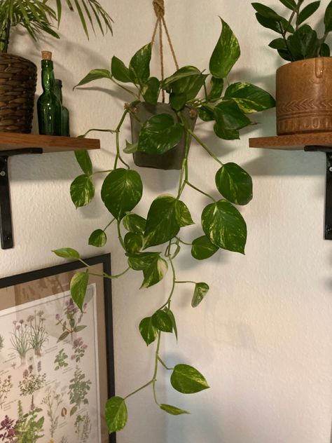 Golden Devils Ivy, Pathos Aesthetic, Golden Pothos Aesthetic, Pothos Plant Aesthetic, Pothos Aesthetic, Kasandra Core, Golden Pathos, Pathos Plant, Plant Palette