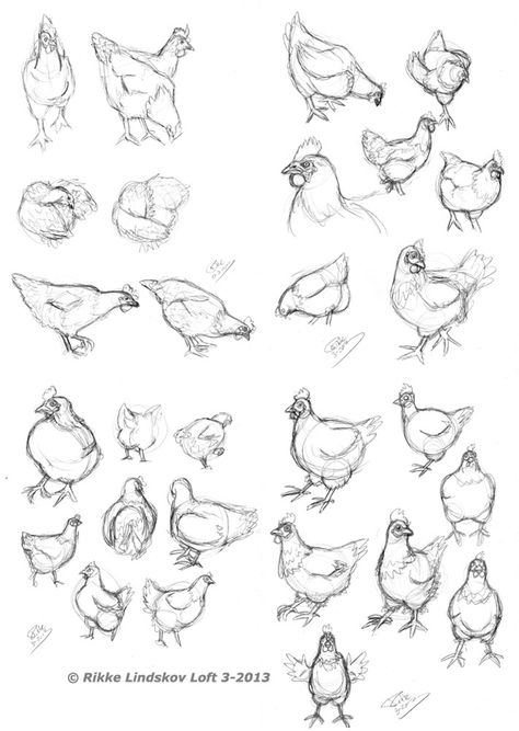 chicken sketch. Chicken Sketches, Chicken Drawing, Chicken Illustration, Chicken Painting, Rooster Art, Cute Chickens, Chicken Art, Animal Sketches, Learn How To Draw