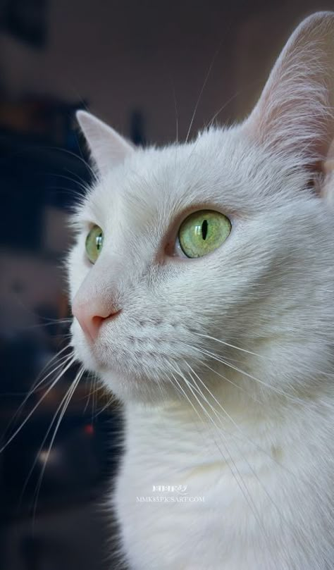 White Cat Green Eyes Aesthetic, Hokusai Aesthetic, All White Cat, White Cat Aesthetic, White Cat With Green Eyes, White Cat Meme, Albino Cat, Venom Pictures, Ghost Kitty