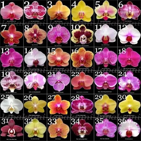 Orchids in Hawaii | Greener on the Inside Orchid Cattleya, Orchids Painting, Types Of Orchids, Cattleya Orchid, Beautiful Orchids, Garden Items, Big Flowers, Orchid Flower, Tea Shop