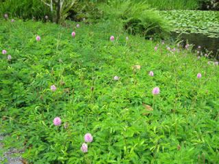 Florida Native Plant Society Blog: Garden Design Round Table: Sunshine Mimosa, a Lawn Alternative for Florida Parking Lot Landscape, Mimosa Plant, Barn Landscaping, Sunshine Mimosa, Lawn Replacement, Lawn Alternative, Pollinator Garden Design, Wildflower Gardens, Bedding Plant