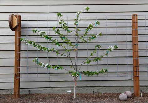 Diy Espalier Trellis, Espalier Fruit Trees Trellis, Kiwi Trellis Ideas, Espalier Fruit Trees Fence, Espalier Roses, Espalier Diy, Espalier Trellis, Espalier Trees, Garden Trellis Designs