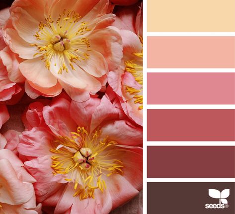 Design Seeds Color Palette, Seeds Color Palette, Seeds Color, Warm Sunset, Flora Design, Design Seeds, Color Palette Design, Color Balance, Sunset Colors