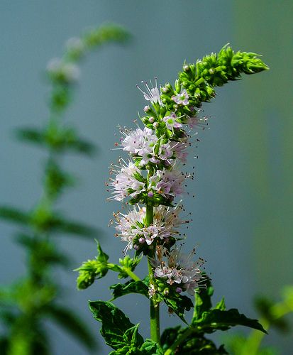 Peppermint flower - Pfefferminzblüte ~ Explore | by Kat-i Peppermint Flower, Oils For Healthy Hair, Natural Beauty Hacks, Sinus Congestion, For Healthy Hair, Hair Flowers, Best Essential Oils, Natural Beauty Tips, Peppermint Essential Oil