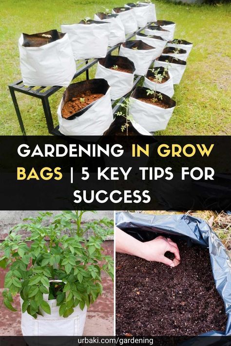 Gardening In Bags, Grow Bags Garden, Planting In Bags, Container Gardening Layout, Garden Grow Bags, Growing Bags Gardening, Planting In Grow Bags, Gardening In Grow Bags, Bag Gardening Ideas