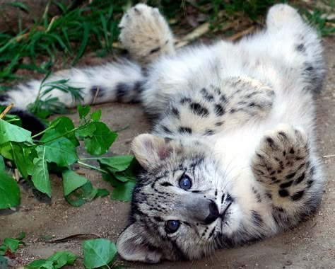 Baby Snow Leopard, Leopard Cub, Baby In Snow, Baby Leopard, Cute Wild Animals, Snow Leopard, Leopards, 귀여운 동물