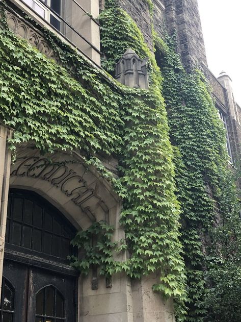 ivy on an old building (slay) Ivy Plants, Old Building, Old Buildings, Ivy, Building