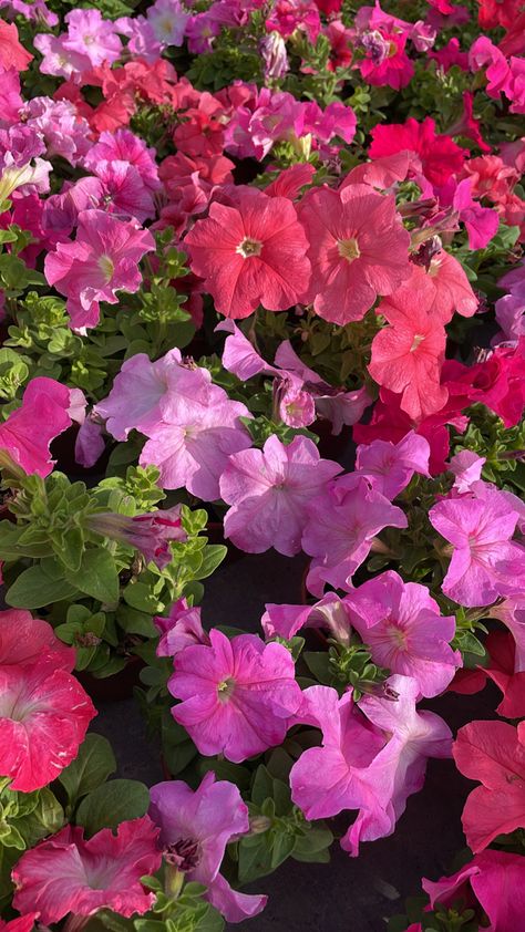 Pink petunias Petunia Aesthetic, Pink Petunias, Purple Petunias, Spring Wallpaper, Beautiful Flowers Garden, Language Of Flowers, Flower Fairies, Favorite Flowers, Flowers Garden