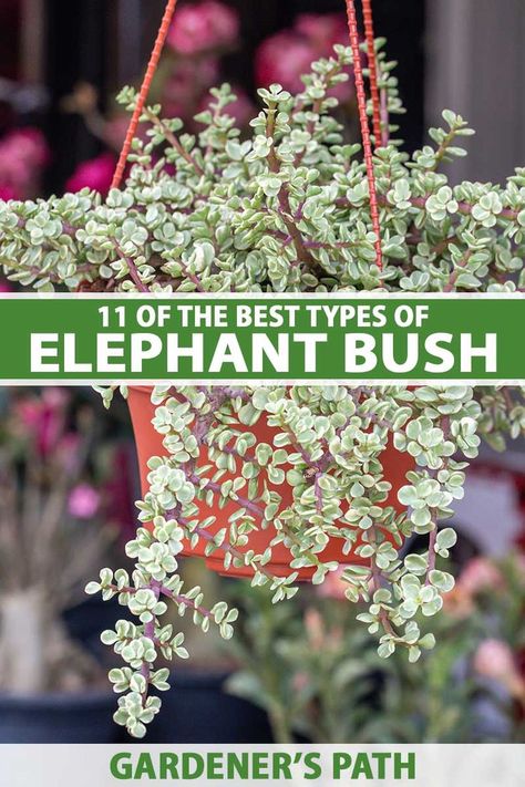 Elephant bush is a low-maintenance succulent houseplant that's available in a number of different varieties. Some have upright or trailing growth habits, and foliage may be variegated, emerald-green, or bright yellow. Discover 11 of the best types of elephant bush now on Gardener's Path. #elephantbush #gardenerspath Elephant Bush Plant, Elephant Bush Succulent, Elephant Succulent, Types Of Elephants, Backyard Hacks, Plants Guide, Elephant Bush, Arizona Garden, Elephant Food