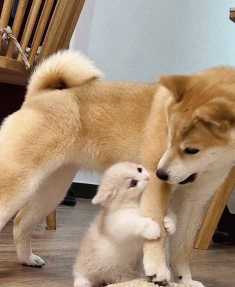 Cute Small Animals, Silly Cats Pictures, Silly Dogs, Funny Cats And Dogs, Silly Animals, Baby Puppies, Cats And Dogs, Cute Cats And Dogs, Silly Cats